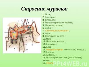 Строение муравья: 1. Мозг;2. Кишечник;3. Стебелек;4. Метаплевральная железа;5. Н