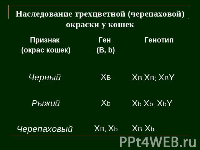 Гены кошек. Наследование окраски шерсти у кошек. Наследование черепаховой окраски. Наследование черепаховой окраски у кошек. Черепаховая кошка генотип.