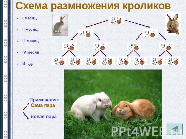Схема размножения кроликов
