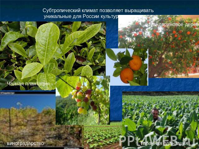 Субтропический климат позволяет выращивать уникальные для России культуры.