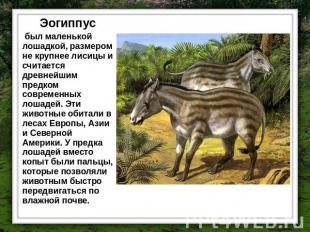 Эогиппус был маленькой лошадкой, размером не крупнее лисицы и считается древнейш