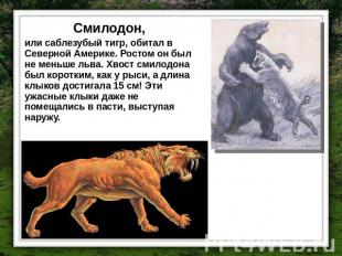 Смилодон, или саблезубый тигр, обитал в Северной Америке. Ростом он был не меньш