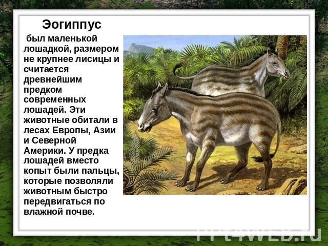 Эогиппус был маленькой лошадкой, размером не крупнее лисицы и считается древнейшим предком современных лошадей. Эти животные обитали в лесах Европы, Азии и Северной Америки. У предка лошадей вместо копыт были пальцы, которые позволяли животным быстр…