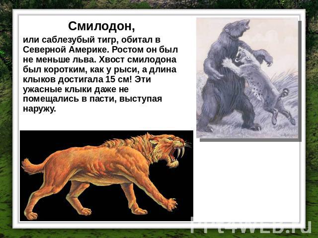 Смилодон, или саблезубый тигр, обитал в Северной Америке. Ростом он был не меньше льва. Хвост смилодона был коротким, как у рыси, а длина клыков достигала 15 см! Эти ужасные клыки даже не помещались в пасти, выступая наружу. Саблезубые тигры охотили…