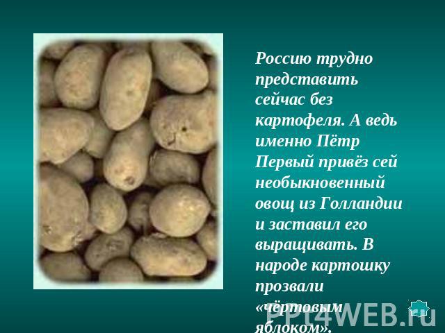 Россию трудно представить сейчас без картофеля. А ведь именно Пётр Первый привёз сей необыкновенный овощ из Голландии и заставил его выращивать. В народе картошку прозвали «чёртовым яблоком».