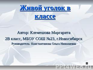 Живой уголок в классе Автор: Клемешова Маргарита2В класс, МБОУ СОШ №23, г.Новоси