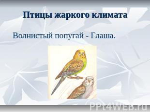 Птицы жаркого климата Волнистый попугай - Глаша.