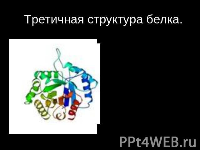 Третичная структура белка. Третичная структура – трёхмерная пространственная « упаковка » полипептидной цепи. ГЛОБУЛА.коллаген, миозин, актин