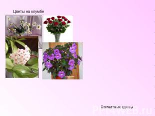 Комнатные цветы