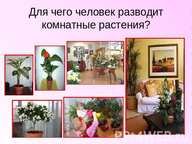 Для чего человек разводит комнатные растения?