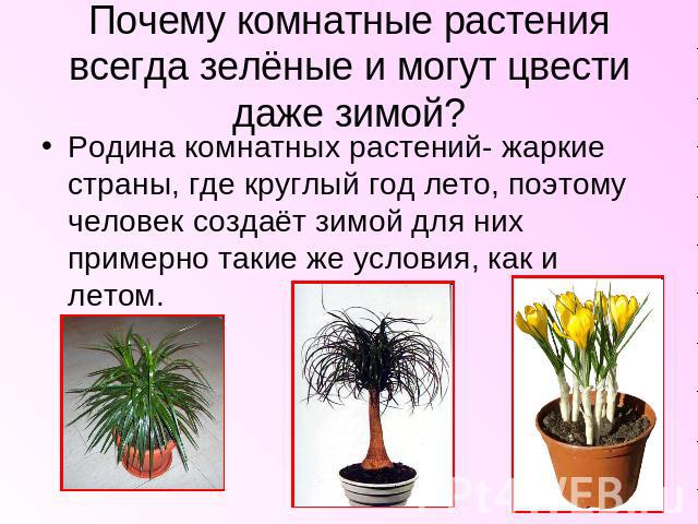 Почему комнатные растения всегда зелёные и могут цвести даже зимой? Родина комнатных растений- жаркие страны, где круглый год лето, поэтому человек создаёт зимой для них примерно такие же условия, как и летом.