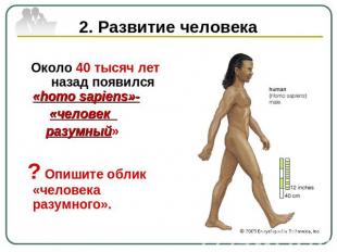 2. Развитие человека Около 40 тысяч лет назад появился «homo sapiens»- «человек