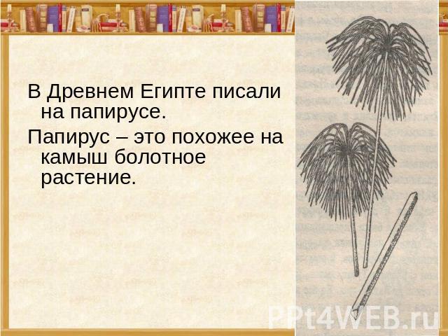 В Древнем Египте писали на папирусе.Папирус – это похожее на камыш болотное растение.