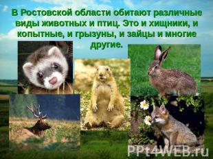 В Ростовской области обитают различные виды животных и птиц. Это и хищники, и ко