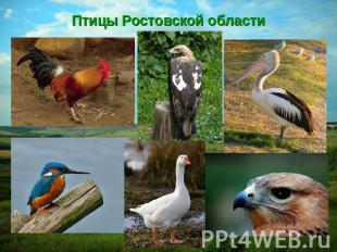 Птицы Ростовской области