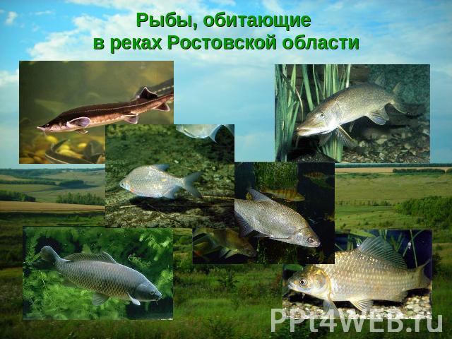Рыбы, обитающие в реках Ростовской области