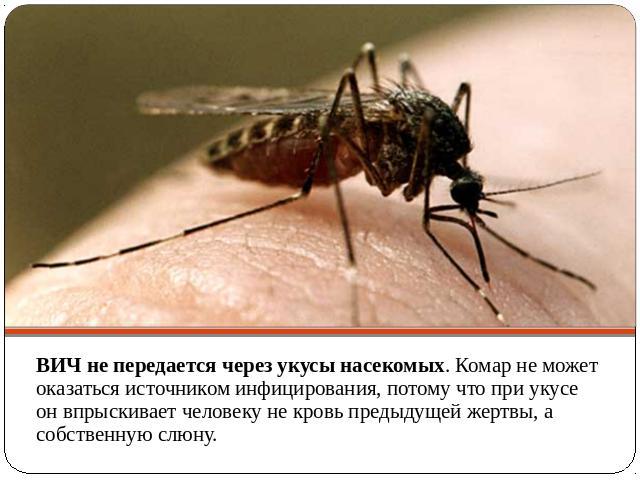 ВИЧ не передается через укусы насекомых. Комар не может оказаться источником инфицирования, потому что при укусе он впрыскивает человеку не кровь предыдущей жертвы, а собственную слюну.