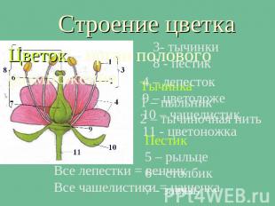 Строение цветка 4 – лепесток 9 – цветоложе10 – чашелистик11 - цветоножкаВсе лепе