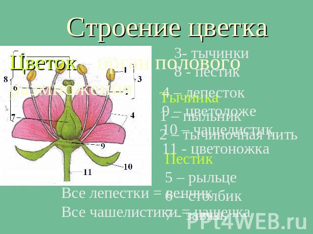 Строение цветка 4 – лепесток 9 – цветоложе10 – чашелистик11 - цветоножкаВсе лепестки = венчикВсе чашелистики = чашечка3- тычинки8 - пестик