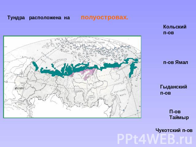 Зона тундры расположена между зоной и зоной. Географическое положение тундры в России карта. Тундра на карте природных зон.
