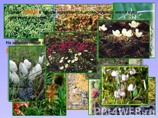 Среди трав в тундре встречаются осока, пушица, много ярко цветущих растений.