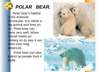 POLAR BEAR. Polar bear’s habitat is the Antarctic Peninsular. It is rather a big