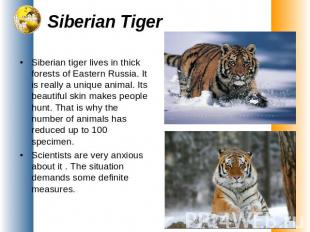 Siberian Tiger Siberian tiger lives in thick forests of Eastern Russia. It is re