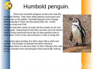 Humbold penguin. These are Humbold penguins as they live near the Humbold Stream