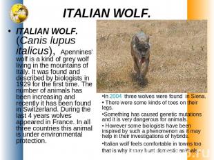 ITALIAN WOLF. ITALIAN WOLF.(Canis lupus italicus), Apennines’ wolf is a kind of