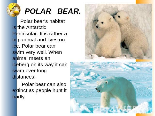 POLAR BEAR. Polar bear’s habitat is the Antarctic Peninsular. It is rather a big animal and lives on ice. Polar bear can swim very well. When animal meets an iceberg on its way it can swim over long distances. Polar bear can also extinct as people h…