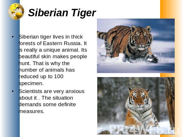 Siberian Tiger Siberian tiger lives in thick forests of Eastern Russia. It is really a unique animal. Its beautiful skin makes people hunt. That is why the number of animals has reduced up to 100 specimen.Scientists are very anxious about it . The s…