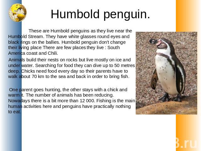Humbold penguin. These are Humbold penguins as they live near the Humbold Stream. They have white glasses round eyes and black rings on the ballies. Humbold penguin don’t change their living place. There are few places they live : South America coas…