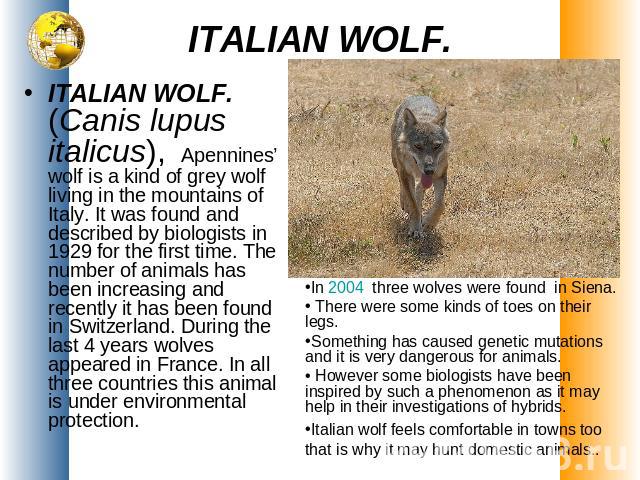 ITALIAN WOLF. ITALIAN WOLF.(Canis lupus italicus), Apennines’ wolf is a kind of grey wolf living in the mountains of Italy. It was found and described by biologists in 1929 for the first time. The number of animals has been increasing and recently i…