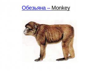 Обезьяна – Monkey
