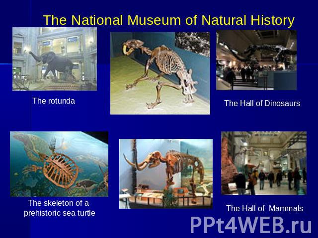 The National Museum of Natural History The rotunda The Hall of DinosaursThe skeleton of a prehistoric sea turtleThe Hall of Mammals