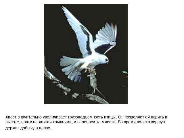 Хвост значительно увеличивает грузоподъемность птицы. Он позволяет ей парить в высоте, почти не двигая крыльями, и переносить тяжести. Во время полета коршун держит добычу в лапах.