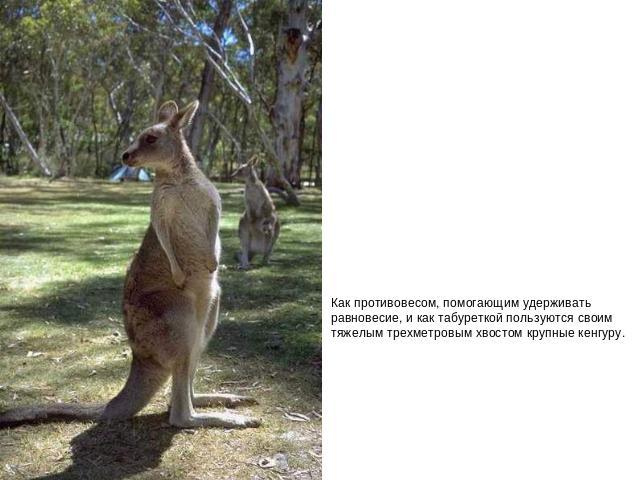 Как противовесом, помогающим удерживать равновесие, и как табуреткой пользуются своим тяжелым трехметровым хвостом крупные кенгуру.