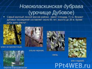Новоюласкинская дубрава (урочище Дубовое) Самый крупный лесной массив района - и