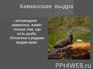 Кавказская выдра - полуводное животное, живёт только там, где есть рыба. Отнесен