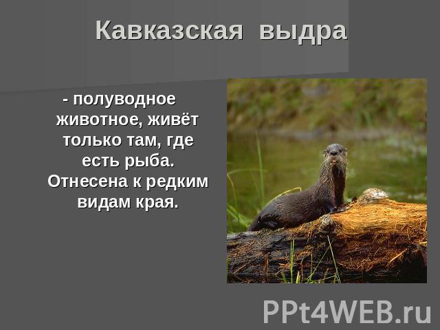 Кавказская выдра - полуводное животное, живёт только там, где есть рыба. Отнесена к редким видам края.