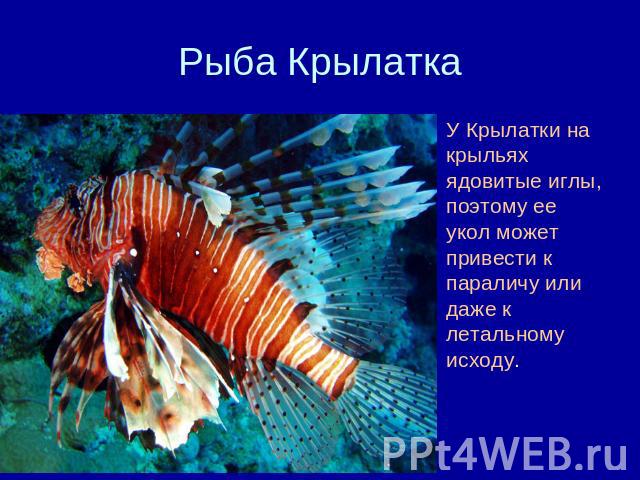 Рыба Крылатка У Крылатки на крыльях ядовитые иглы, поэтому ее укол может привести к параличу или даже к летальному исходу.