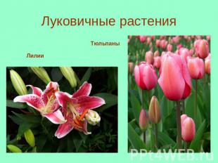 Луковичные растения ЛилииТюльпаны