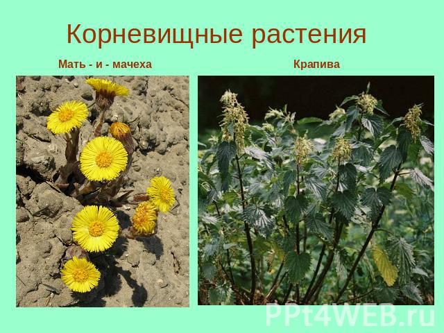 Корневищные растения Мать - и - мачехаКрапива