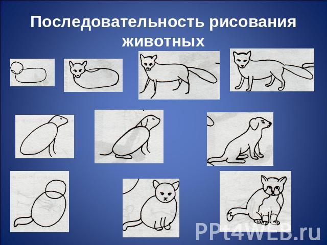 Последовательность рисования животных