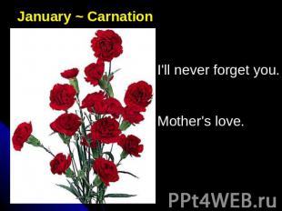 January ~ CarnationI'll never forget you. Mother's love.