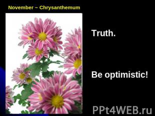 November ~ ChrysanthemumTruth.Be optimistic!