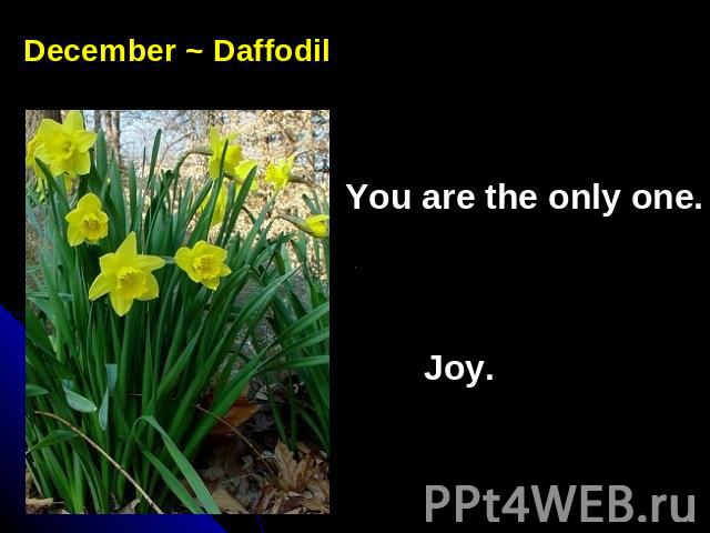December ~ DaffodilYou are the only one. Joy.