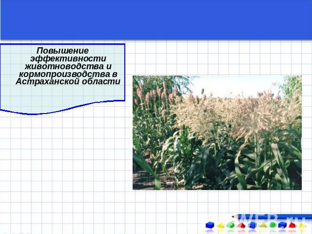 Повышение эффективности животноводства и кормопроизводства в Астраханской области