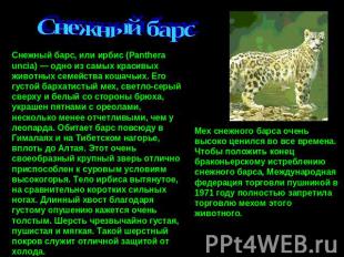 Снежный барсСнежный барс, или ирбис (Panthera uncia) — одно из самых красивых жи
