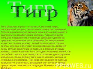 ТигрТигр (Panthera tigris) — огромный, могучий зверь, поражающий мощью, легкость